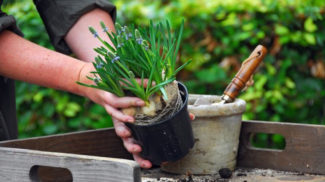 Progettate ora la fioritura primaverile