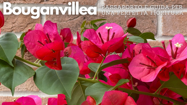Bouganville: consigli pratici per un’abbondante fioritura