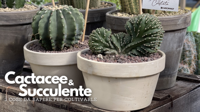 Scopri i segreti del Cactus e delle Succulente