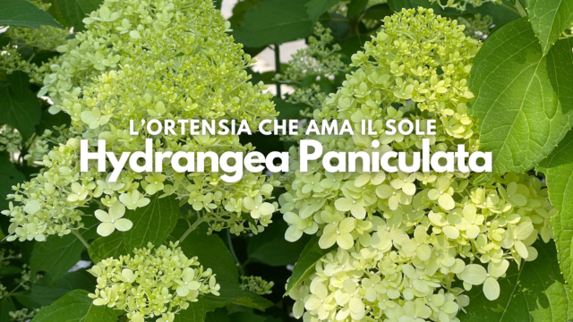 L’ortensia che ama il sole: Hydrangea Paniculata