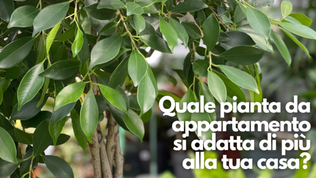 Quale pianta da appartamento si adatta di più alla tua casa?