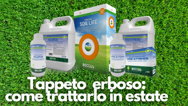 Tappeto erboso: come trattarlo in estate