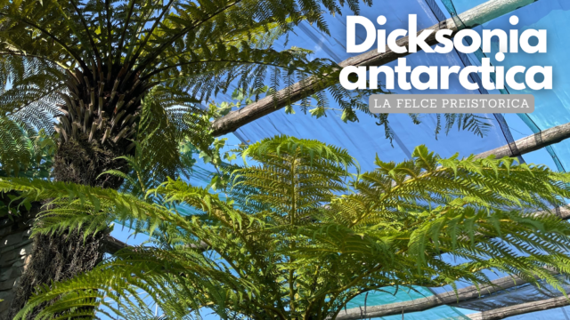 Dicksonia: la felce da esterno che ci riporta alla preistoria