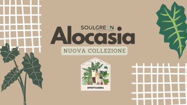 Alocasie: eleganti orecchie da elefante