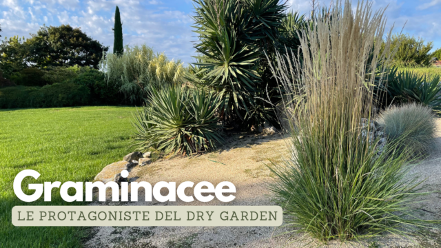 Nuove prospettive al tuo giardino con le Graminacee