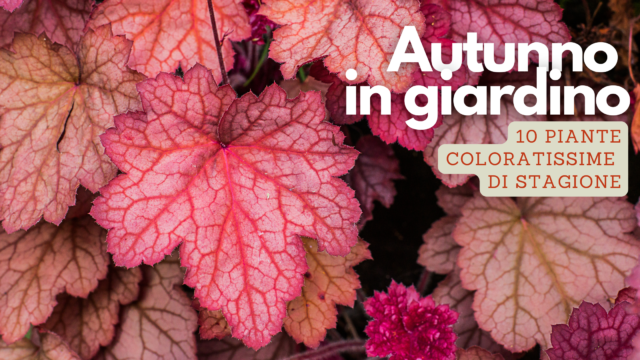 Le 10 piante coloratissime per un Autunno al Top