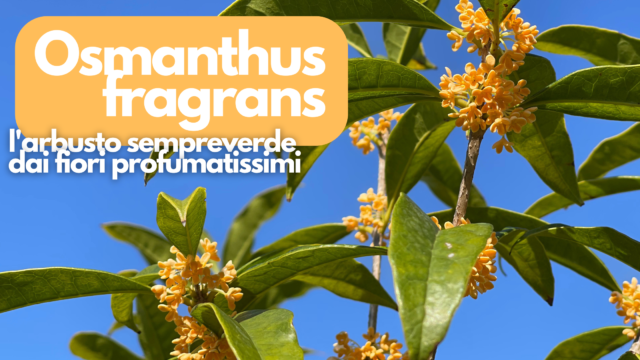 Scopri l’Osmanthus: l’arbusto sempreverde che incanta con i suoi fiori profumati