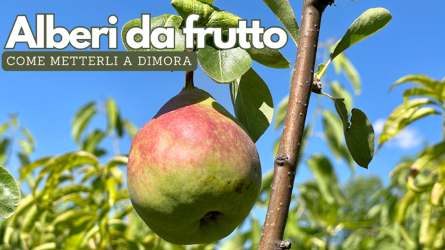 Come piantare il tuo frutteto personale