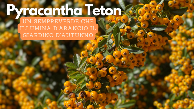 Pyracantha Teton: l’arbusto che accende il tuo giardino in autunno