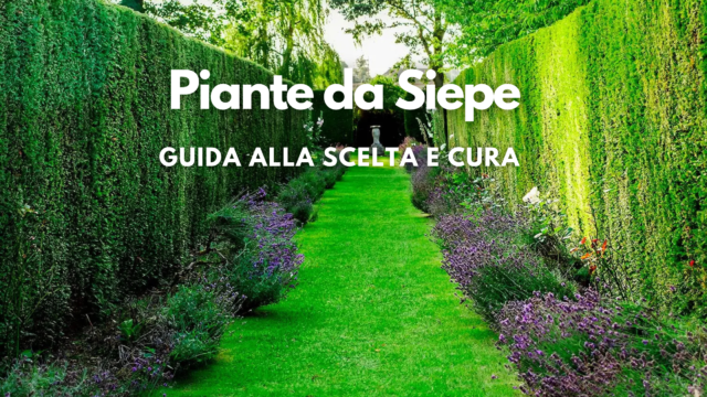 Caratteristiche delle Piante da Siepe: Guida alla Scelta e Cura