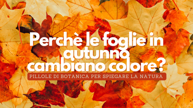 Ecco perché le piante in Autunno cambiano colore! La guida definitiva!