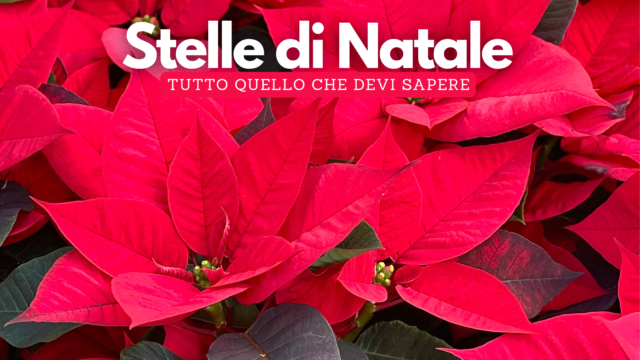 Stella di Natale: tutto quello che devi sapere