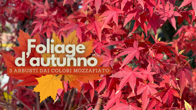 Il foliage dipinge il tuo giardino: ecco le alberature da scegliere