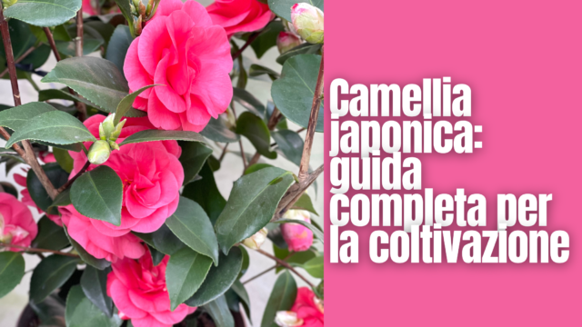 Camelia Japonica: Eleganza e Colore per Giardini d’Inverno