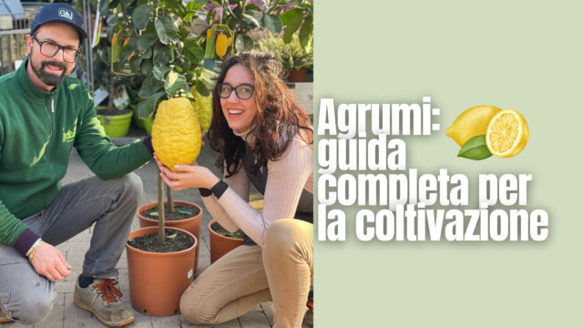 Agrumi in Giardino: Guida completa per una Coltivazione Perfetta